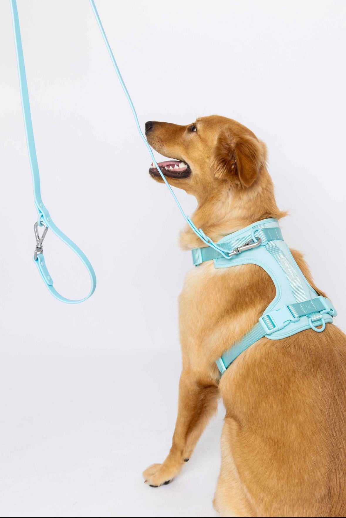 HARNESS