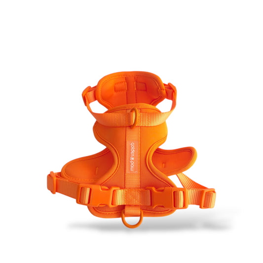 Citrus Pop - Harness